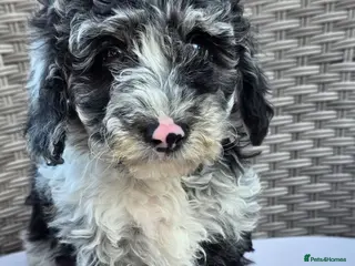 Cockapoo dogs Beautiful cockapoo puppies - Advert 14