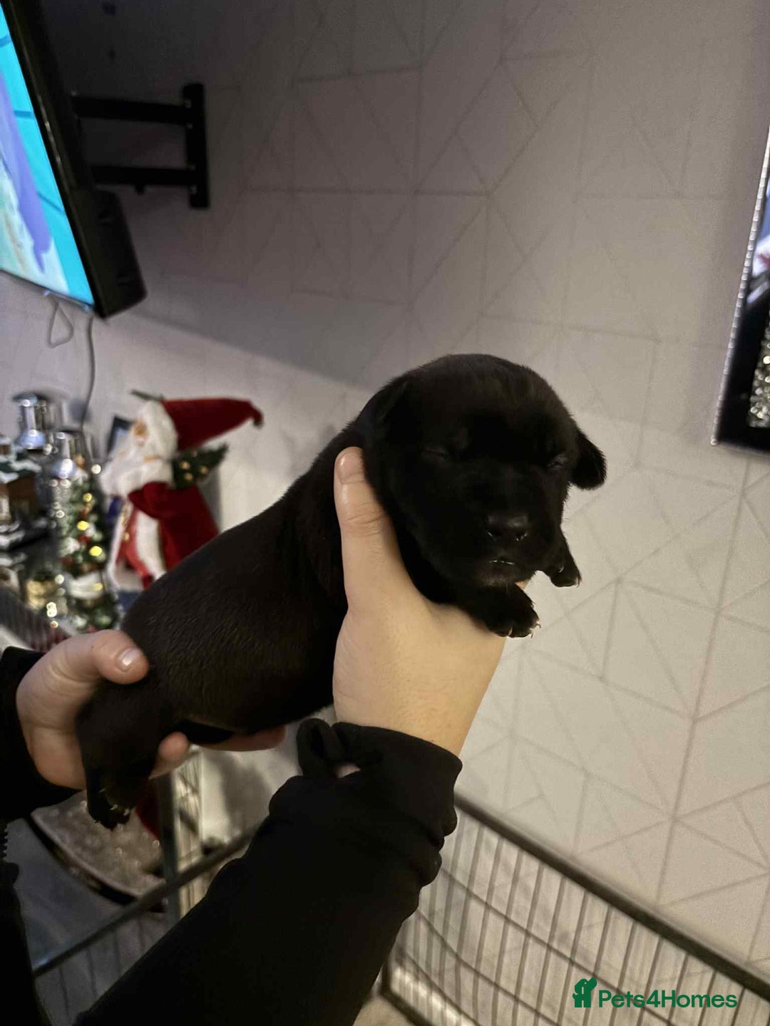 Mixed Breed dogs for sale: Cane corso  ** tiff - Advert 4