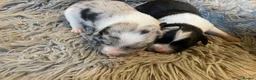 Sprollie dogs for sale: ⚡️Stunning Sprollie Puppies⚡️ - Advert 2