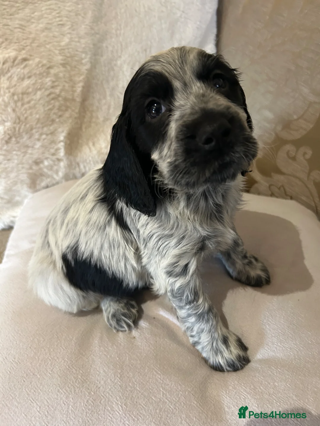 Cocker Spaniel dogs for sale: Kc Reg Show cockers  - Advert 2