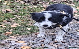 Mixed Breed dogs for adoption: 💙🐶Bobby -3 yo small boy with spirit of lion💙🐶 - Advert 8