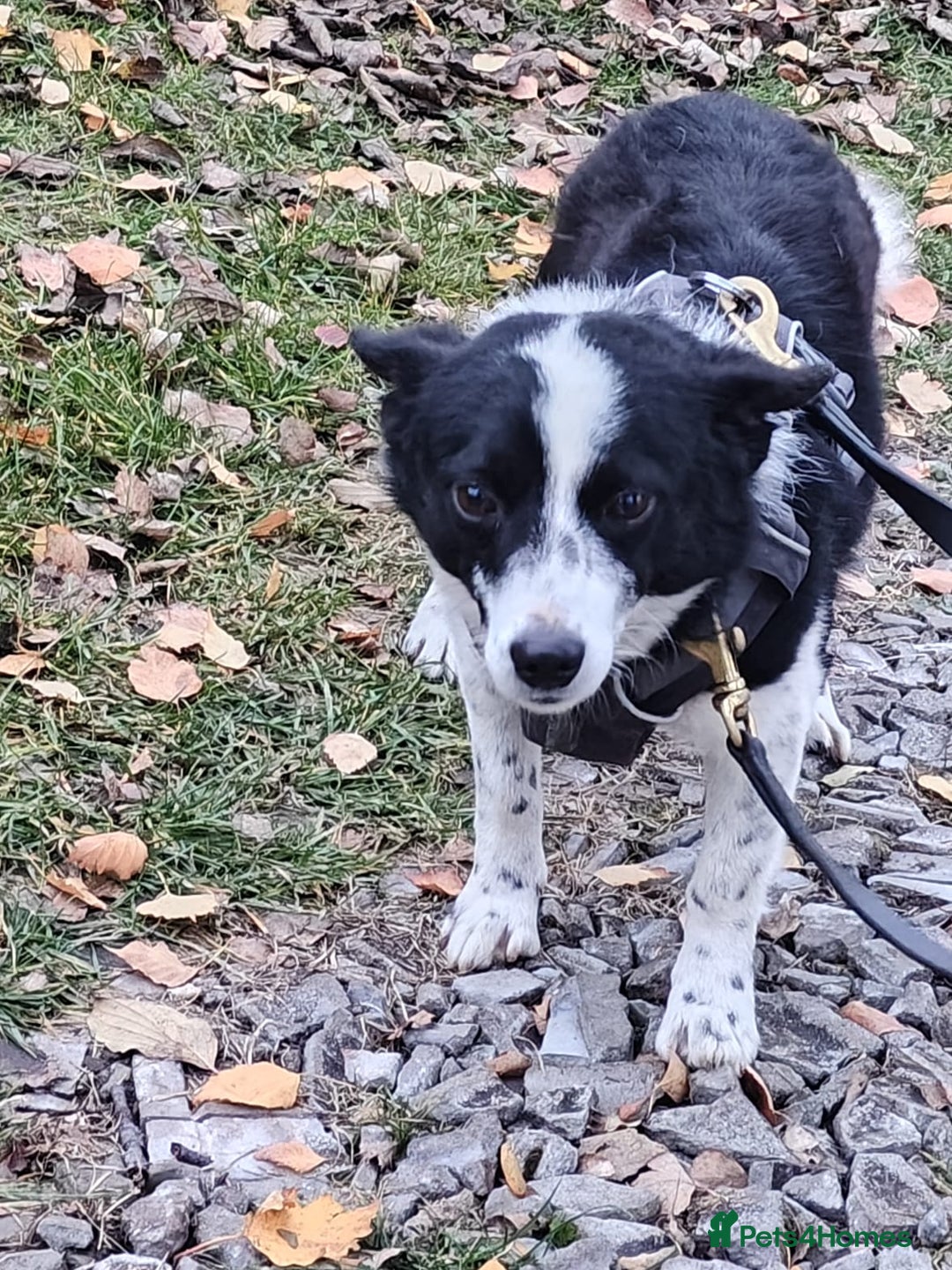 Mixed Breed dogs for adoption: 💙🐶Bobby -3 yo small boy with spirit of lion💙🐶 - Advert 8