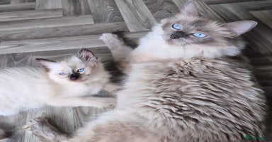 Ragdoll cats - Advert 13