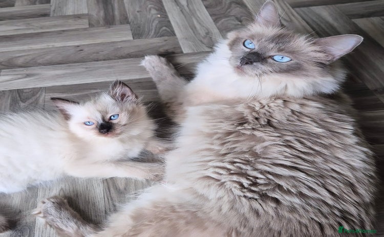 Ragdoll cats - Advert 9