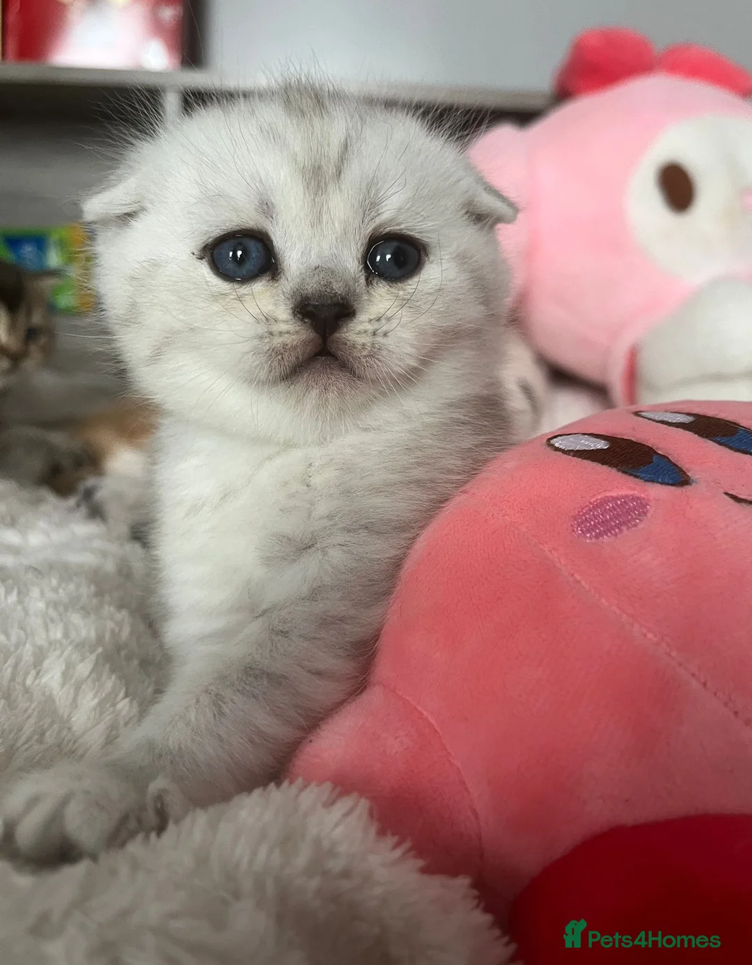 Scottish Fold cats for sale: Adorable Scottish Fold & Straight Kittens - Advert 12