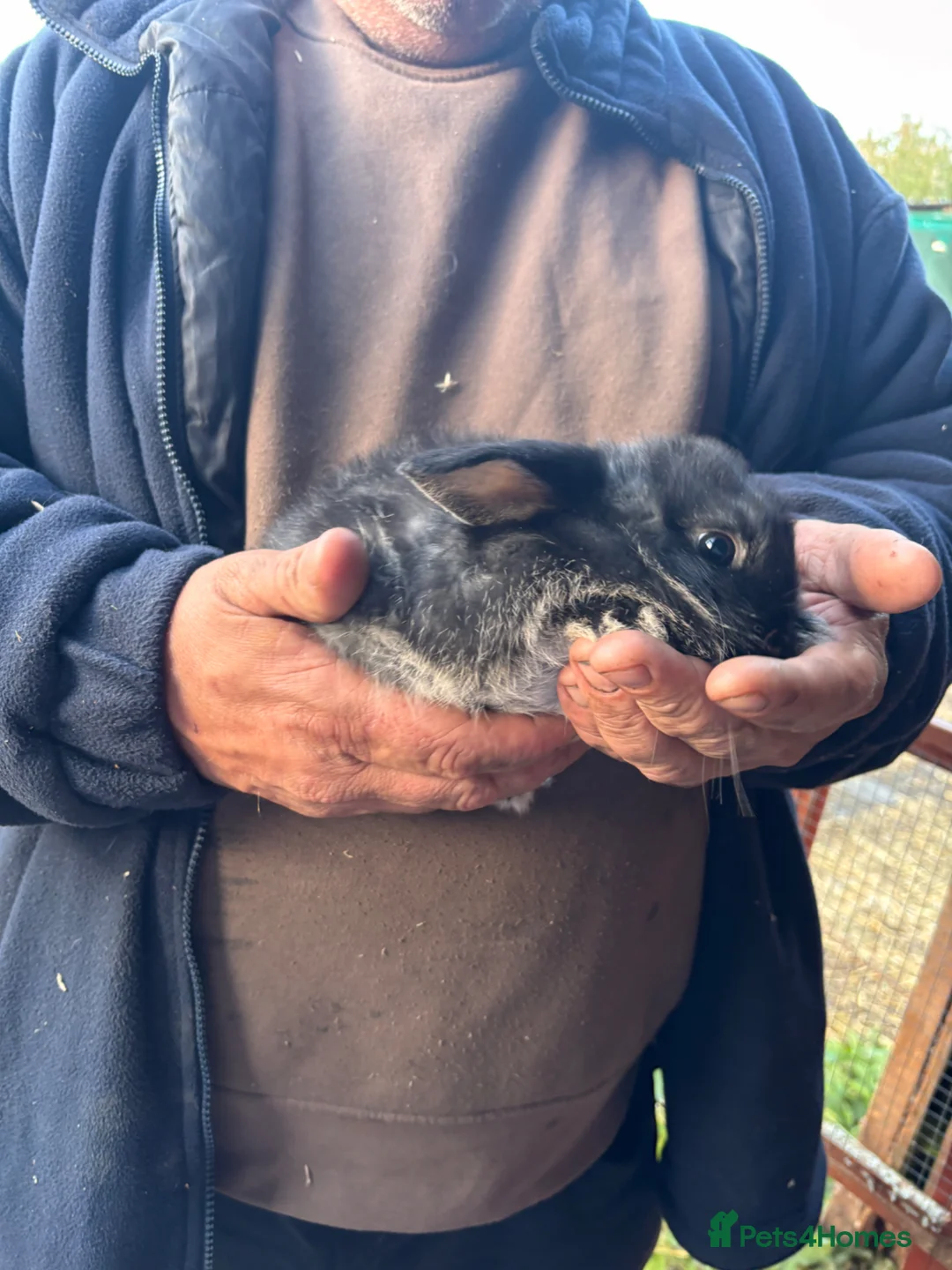 Mini Lop rabbits for sale: 3 beautiful rabbits for reserve  - Advert 19