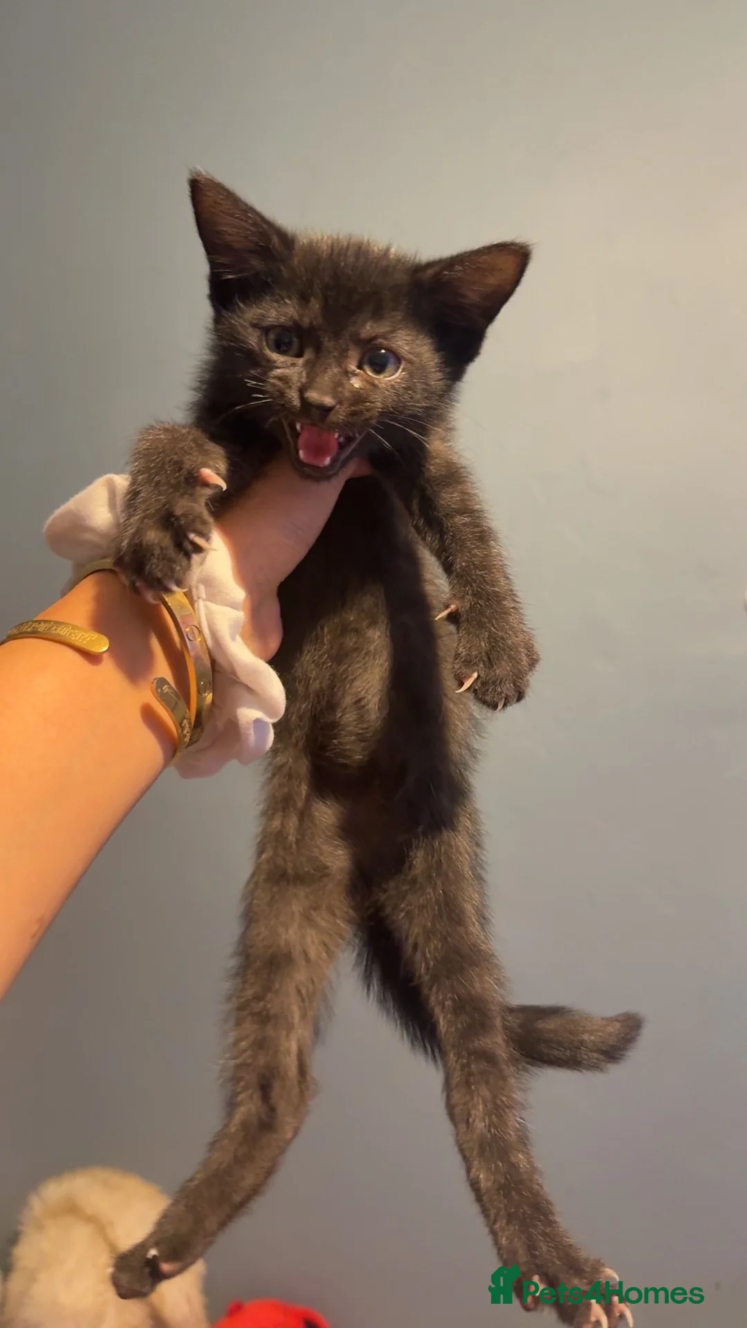 Mixed Breed cats for sale: Please read description  - Advert 2