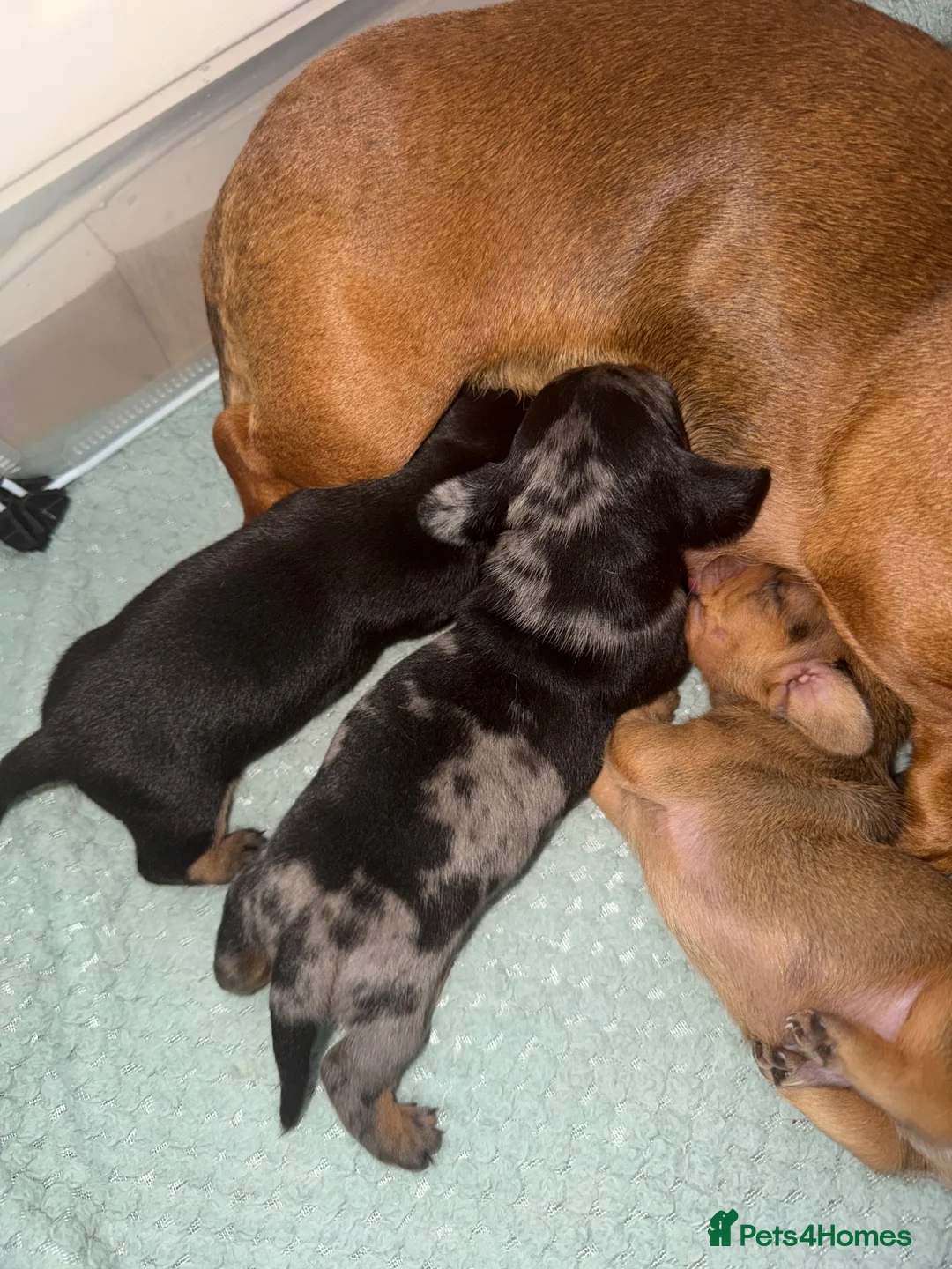 Miniature Dachshund dogs for sale: Miniature dachshund  - Advert 15