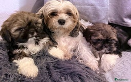 Shih Tzu dogs for sale: Adorable Shih Tzus waiting for their perfect match - Image 11