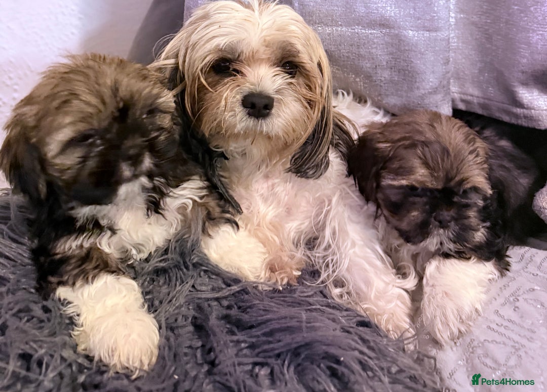 Shih Tzu dogs for sale: Adorable Shih Tzus waiting for their perfect match - Image 11