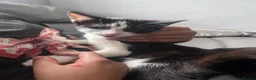 Mixed Breed cats for sale: 5 month old Mix breed Kittens  - Advert 3