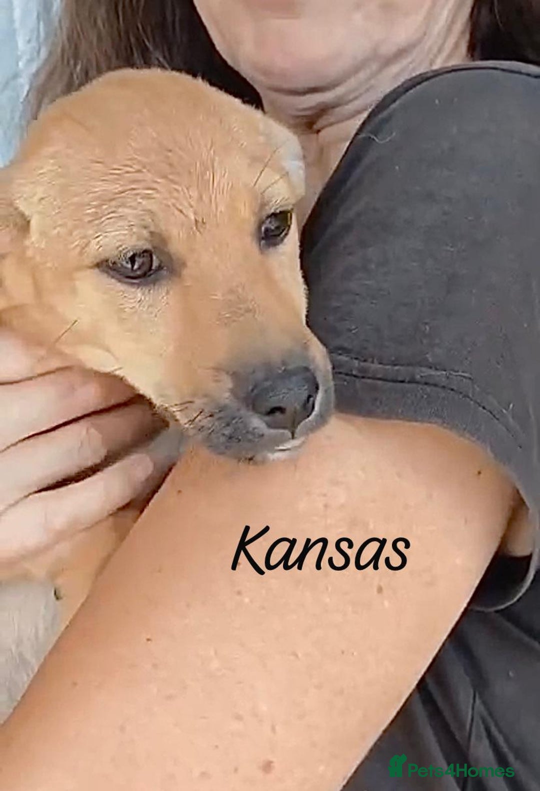 Mixed Breed dogs for adoption: Kansas, 6 mnths approx Available for adoption  - Image 11