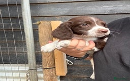 English Springer Spaniel dogs for sale: Beautiful pedigree springer spaniels  - Image 16