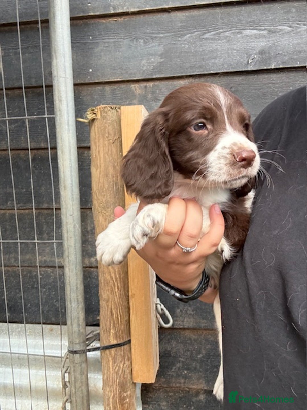 English Springer Spaniel dogs for sale: Beautiful pedigree springer spaniels  - Image 16