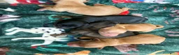 Dachshund dogs for sale: KC registered mini long hairs (boy) - Advert 5