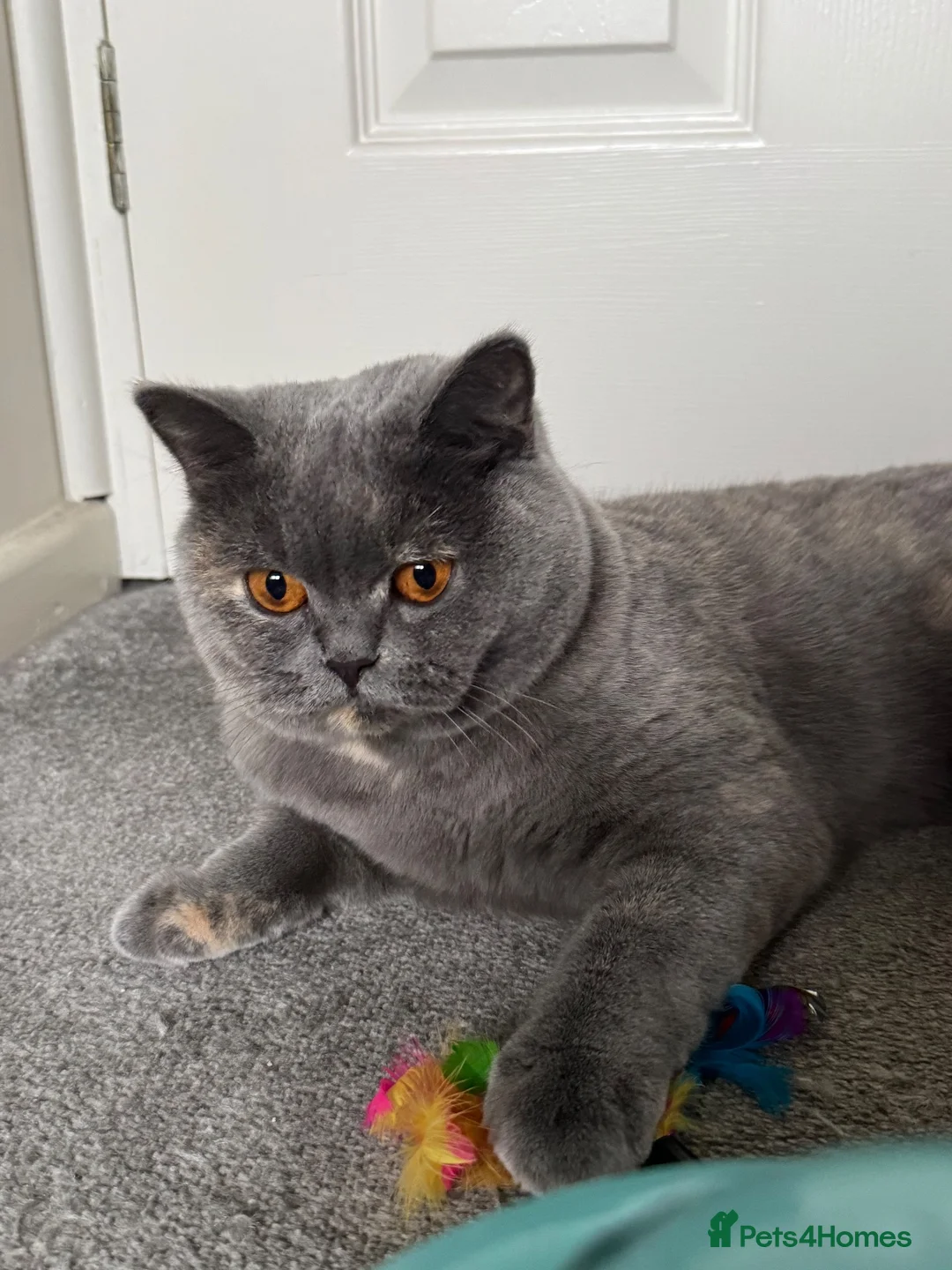 British Shorthair cats for sale: British Shorthair  - Advert 2
