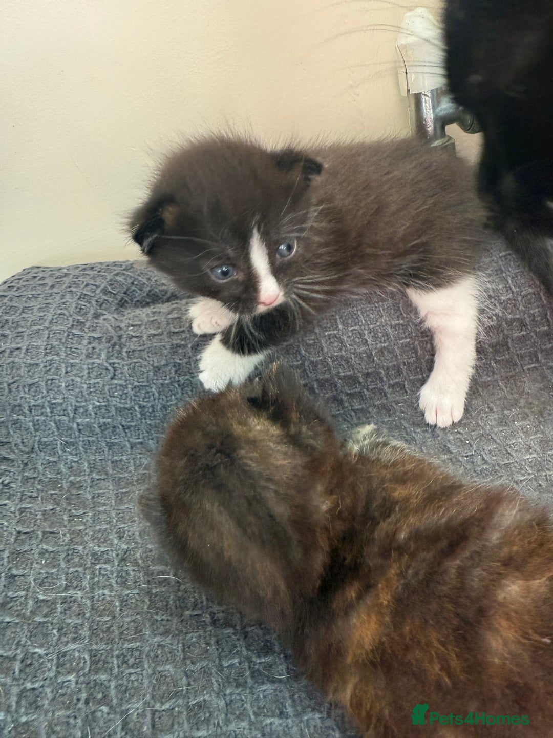 Domestic Shorthair cats for sale: 3 fluffy boys  - Image 5