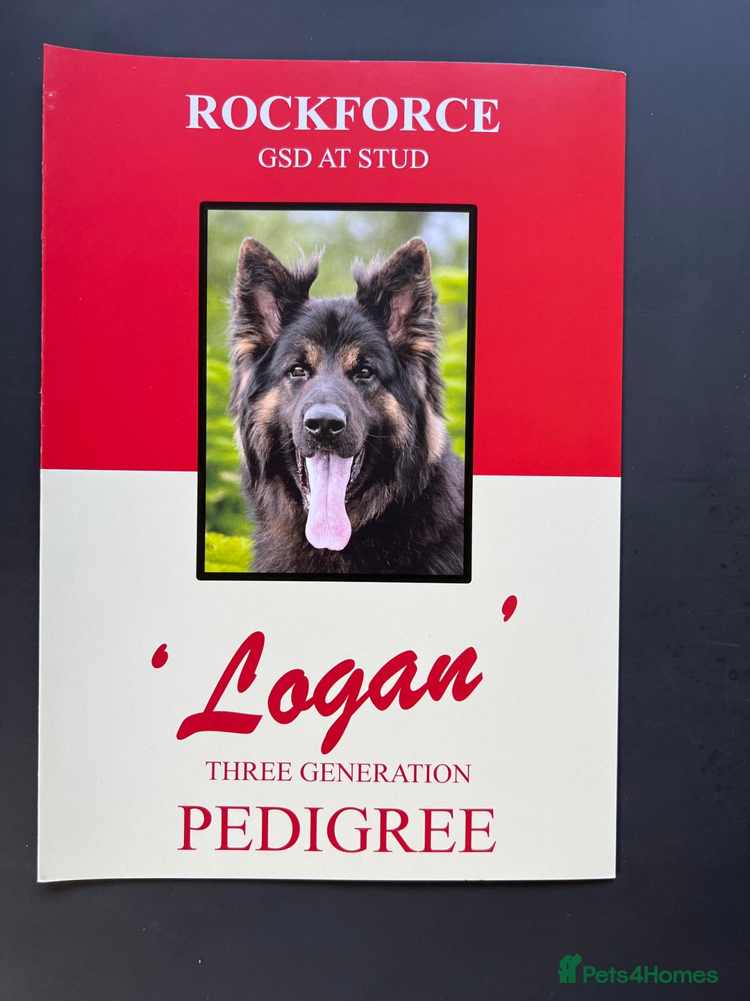 German Shepherd dogs for sale: OLD FASHION GSD PUPPIES DUE 8TH OCTOBER  - Image 4
