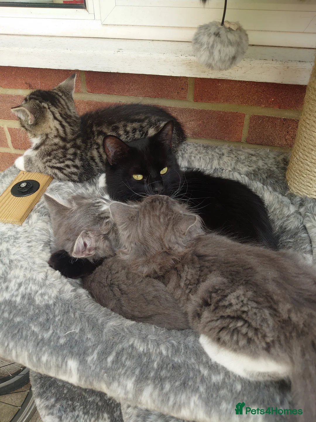 Mixed Breed cats for sale: Very fluffy grey mixbread ready to go🐈‍⬛🐈‍⬛£190 in Hounslow - Advert 2