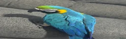 Macaws birds for sale: Blue and gold macaw 5 years old  - Advert 4