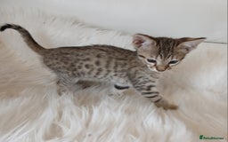 Savannah cats for sale: Stunning  Savannahs - Image 17