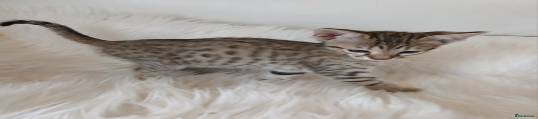 Savannah Kitten 4