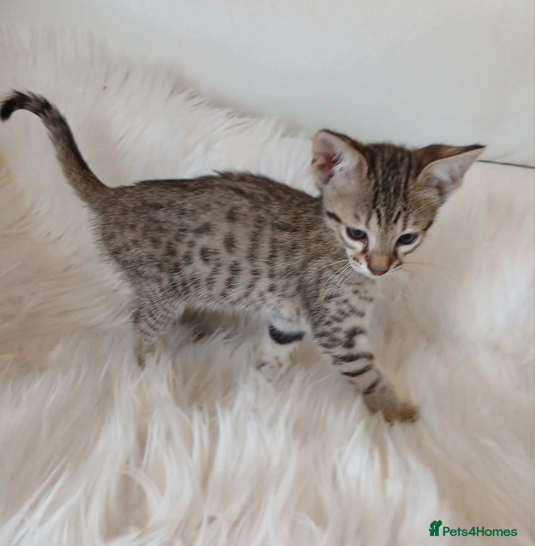Savannah cats for sale: Stunning  Savannahs - Image 17