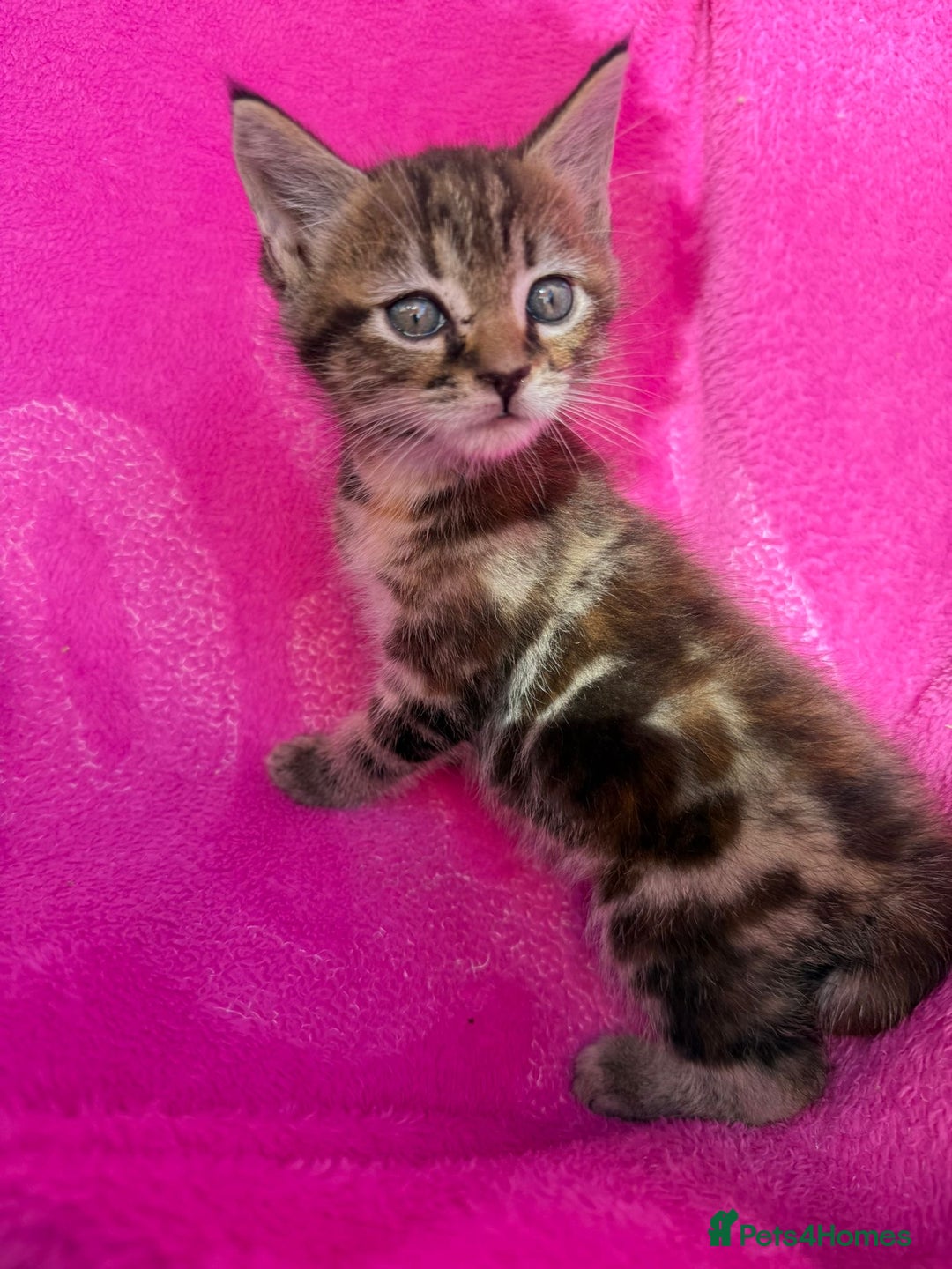 Maine Coon cats for sale: Beautiful Maine Coon Cross Kittens  - Image 29