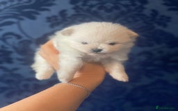 Pomeranian dogs for sale: White KENNEL CLUB Registered CHAMPION Bloodlines - Image 14