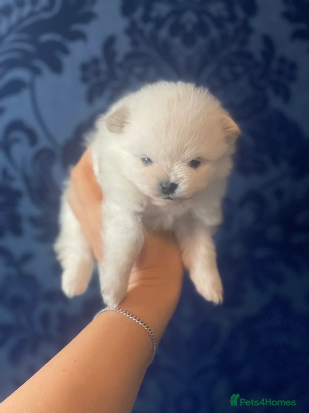 Pomeranian dogs for sale: White KENNEL CLUB Registered CHAMPION Bloodlines - Advert 11