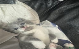 British Shorthair cats for sale: British short hair cross kittens for sale - Image 1