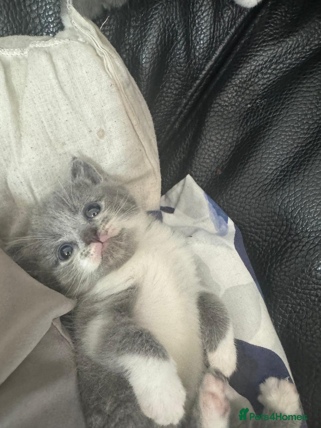 British Shorthair cats for sale: British short hair cross kittens for sale - Image 1