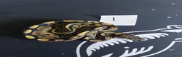 Python Snake reptiles for sale: Mixed royal python  - Advert 2