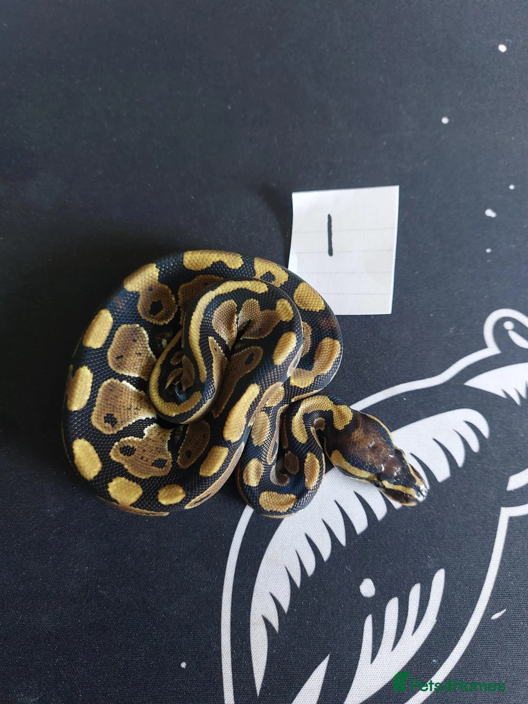 Python Snake reptiles for sale: Mixed royal python  - Advert 2