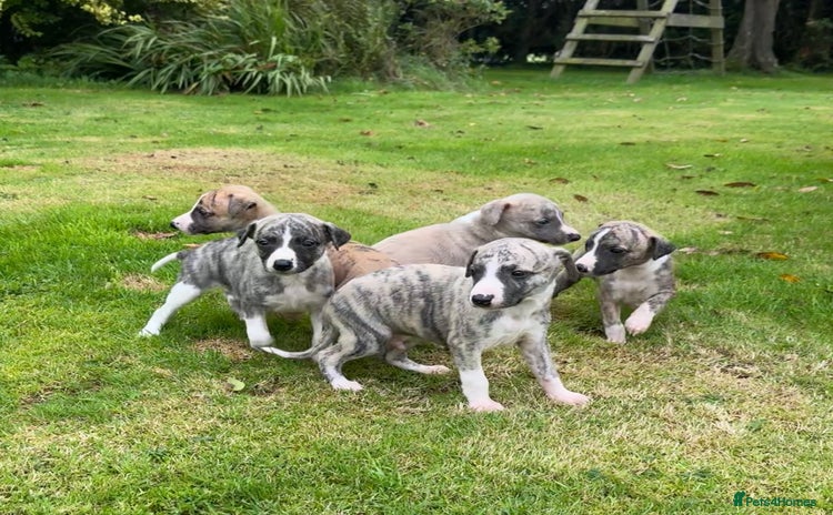 Whippet dogs - Advert 2