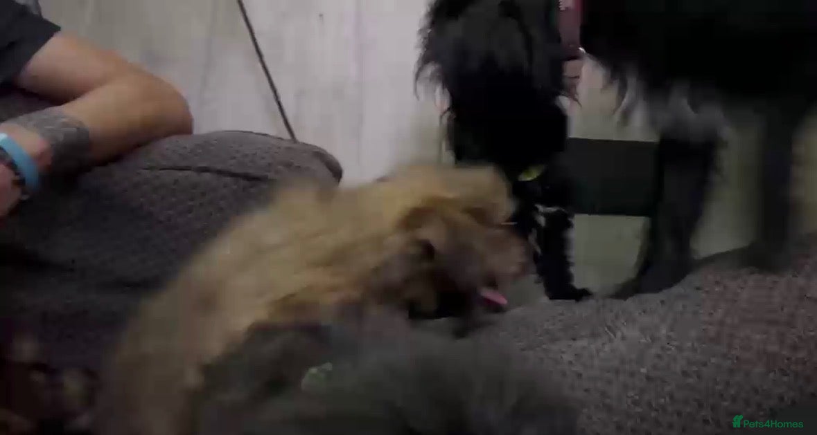 Mixed Breed dogs Shih tzu x Pomeranian  - Advert 2
