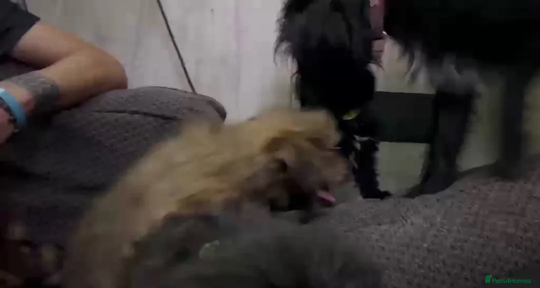 Mixed Breed dogs for sale: Shih tzu x Pomeranian  - Advert 1