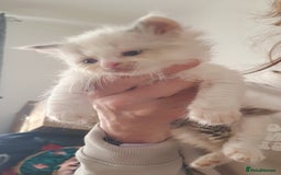 Ragdoll cats for sale: Bi colour ragdoll kittens - Image 4