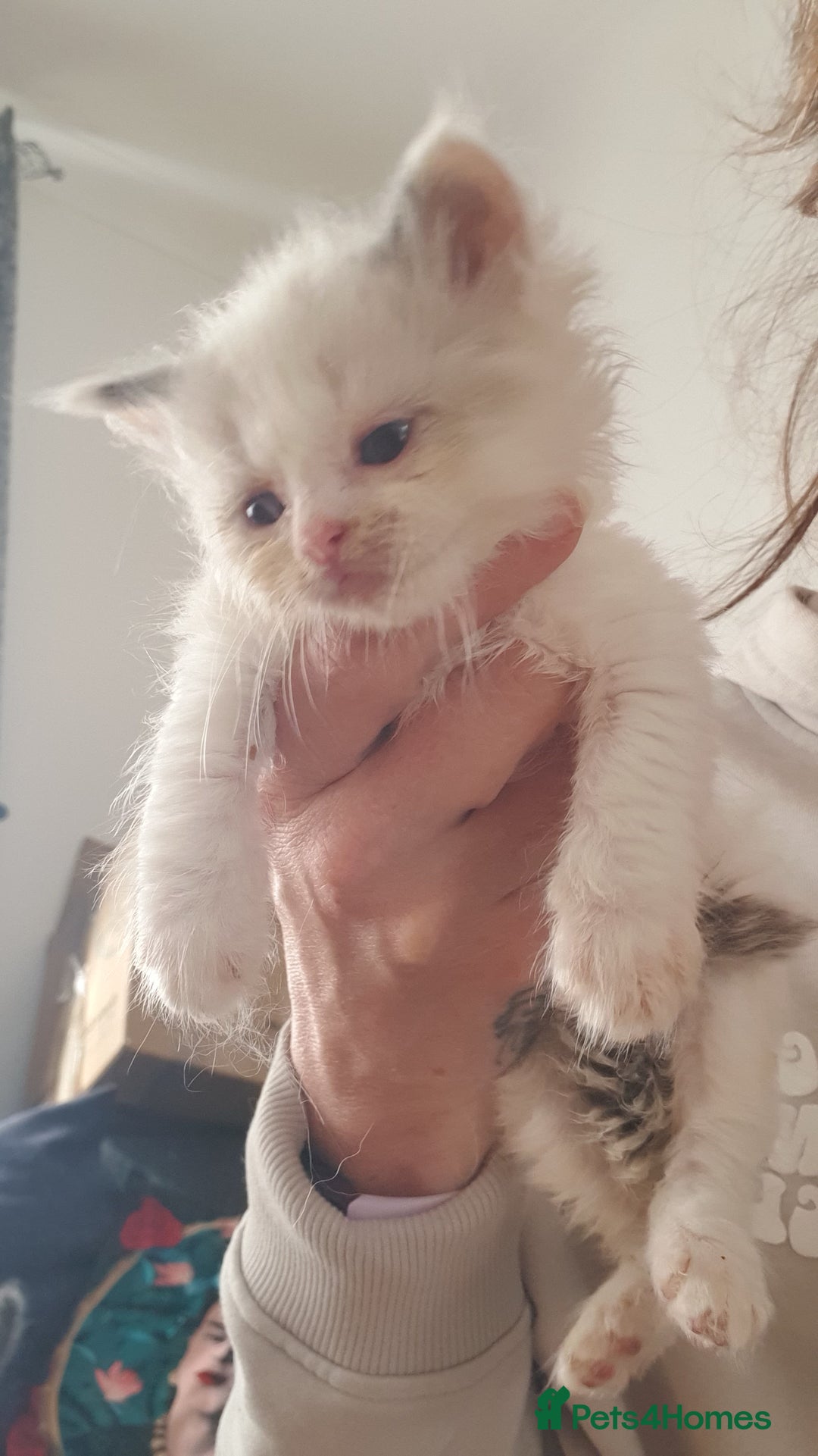 Ragdoll cats for sale: Bi colour ragdoll kittens - Image 4
