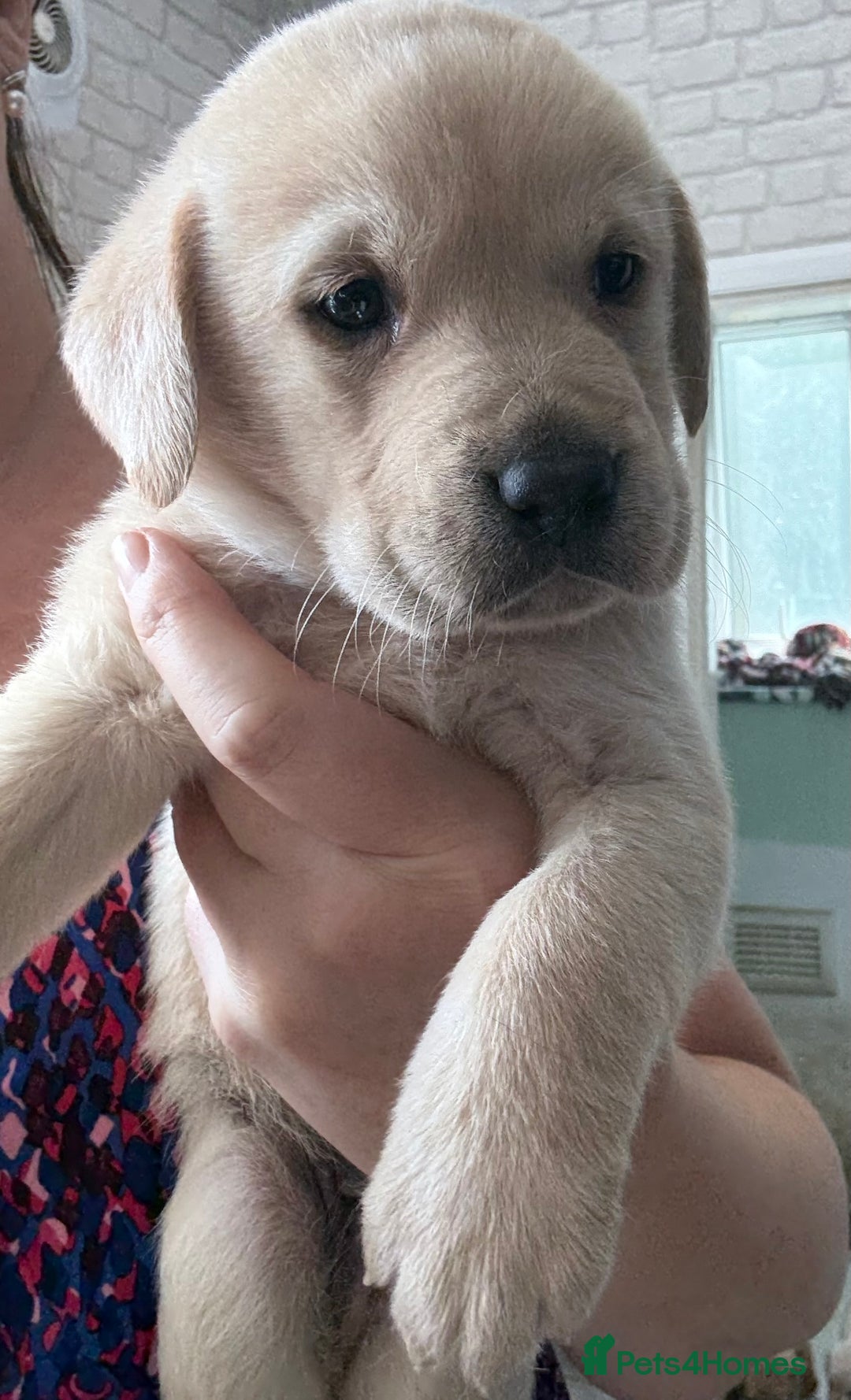 Labrador Retriever dogs for sale:  labrador retriever pups - Image 34