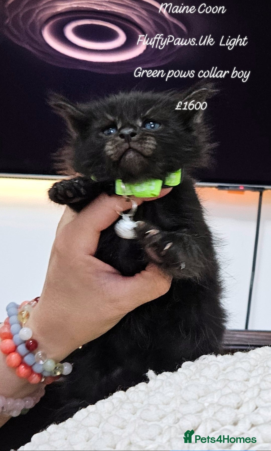 Maine Coon cats for sale: Maine Coons FluffyPaws.Uk  - Image 23