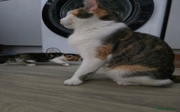 Mixed Breed cats for sale: Kittens - Mixed Breed  - Image 13
