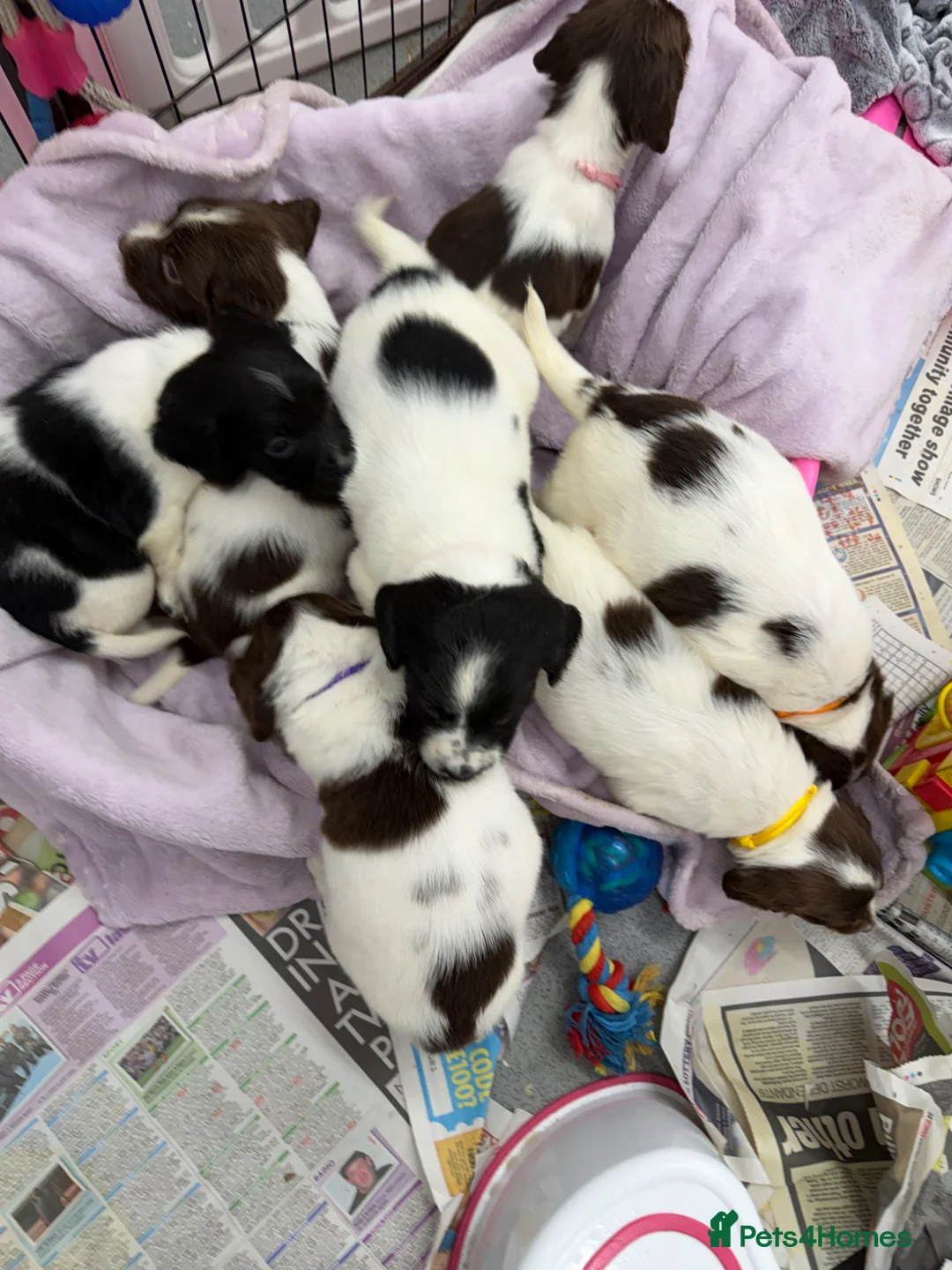 English Springer Spaniel dogs for sale: KC Registered English Springer Spaniel Pups - Advert 1