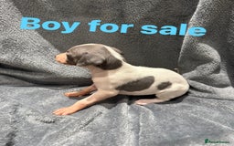 Whippet dogs for sale: whippet puppies - Image 5