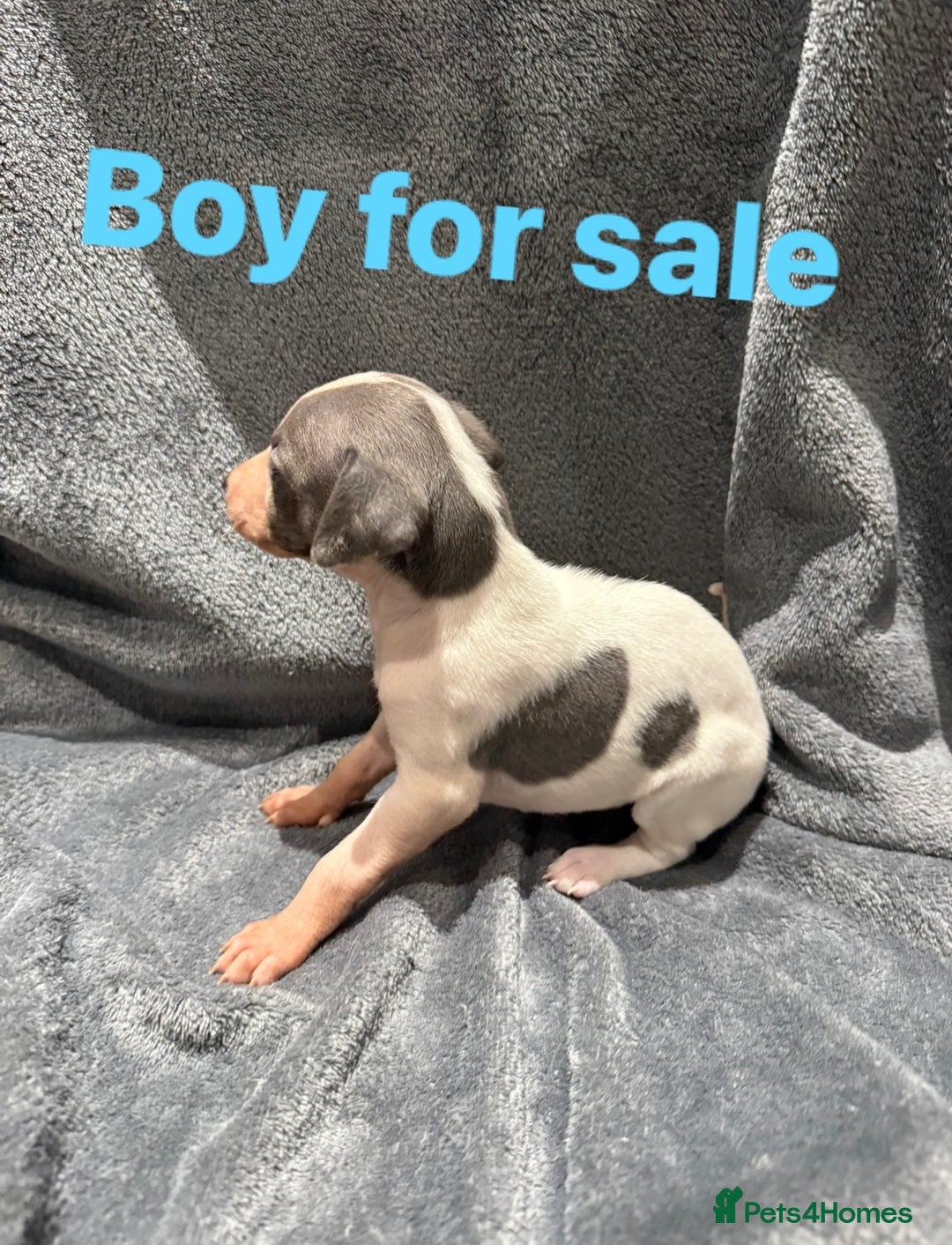 Whippet dogs for sale: whippet puppies - Image 5