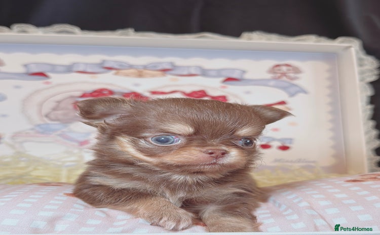 Chihuahua dogs - Advert 9