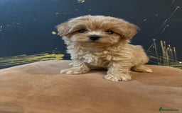 Maltipoo dogs for sale: Gourgeous toy maltipoo puppies❤️ - Image 9