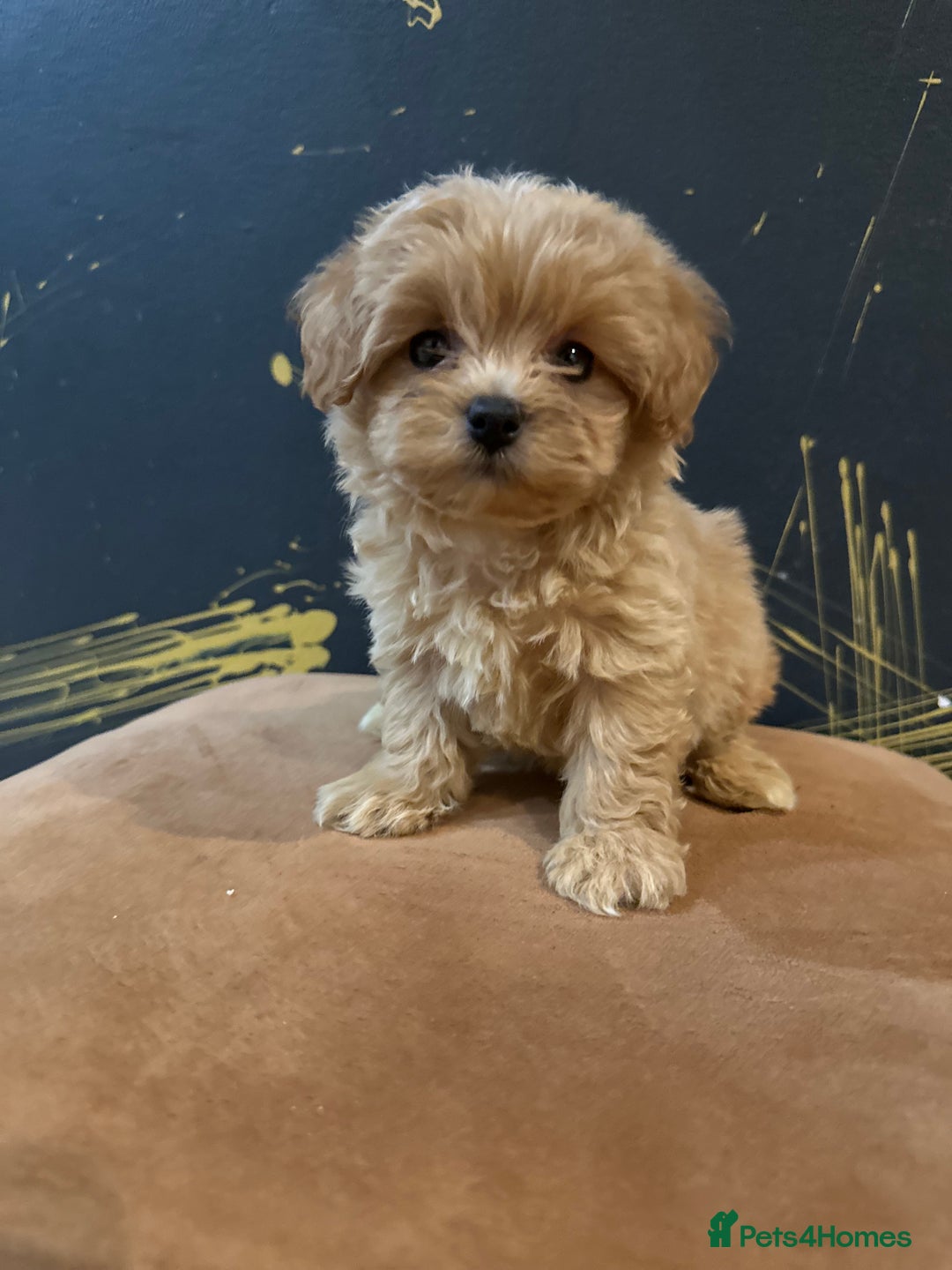 Maltipoo dogs for sale: Gourgeous toy maltipoo puppies❤️ - Image 9