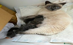 British Shorthair cats for sale: Beautiful BSH Kittens  - Advert 30