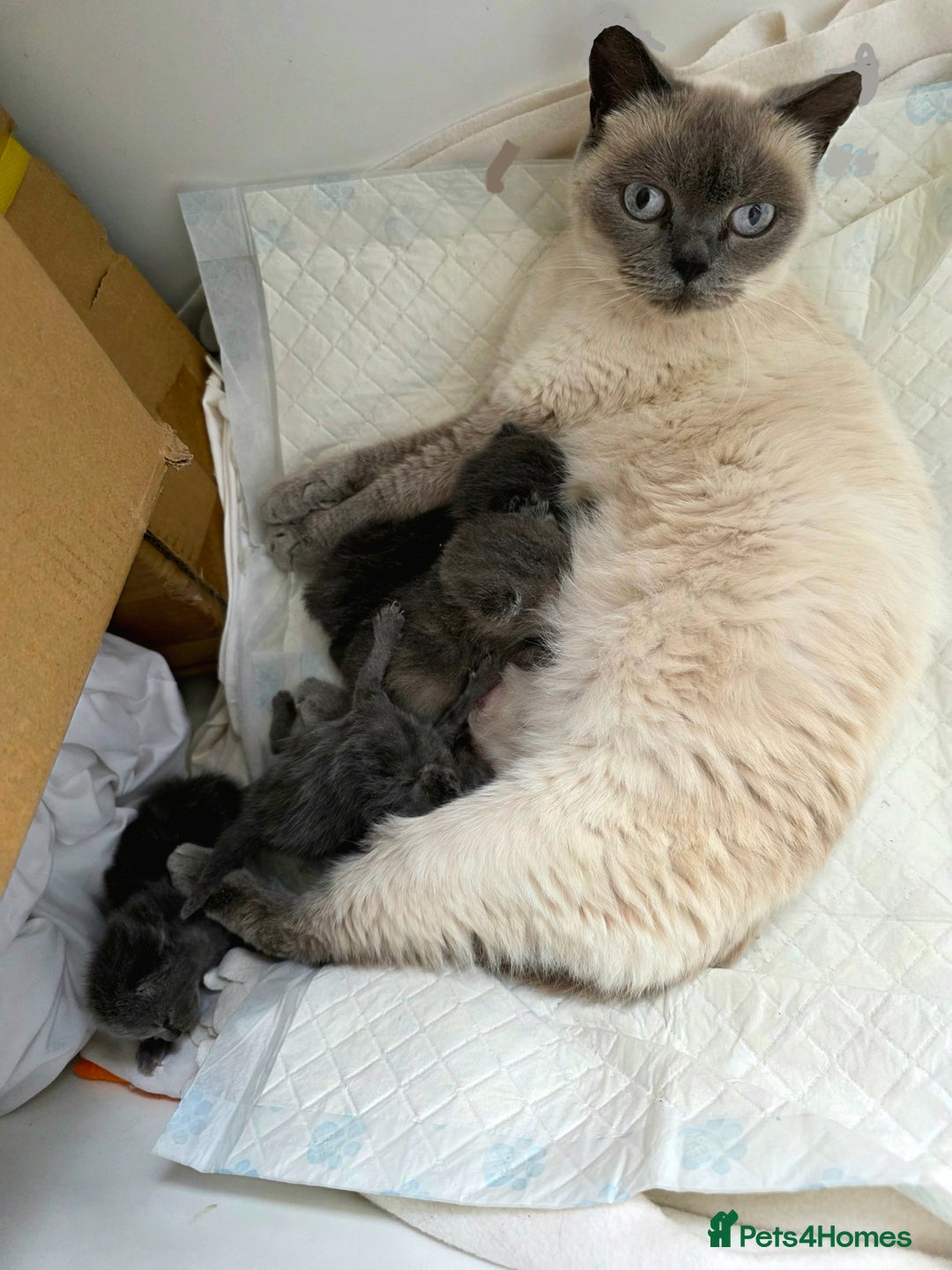 British Shorthair cats for sale: Beautiful BSH Kittens  - Advert 30